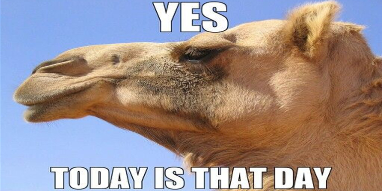 109986-It-s-Humpday copy